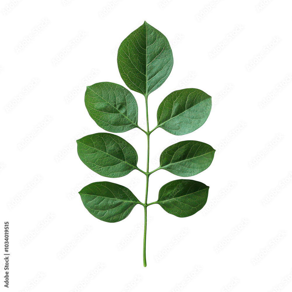 Fototapeta premium A delicate arrangement of vibrant green leaves on white background