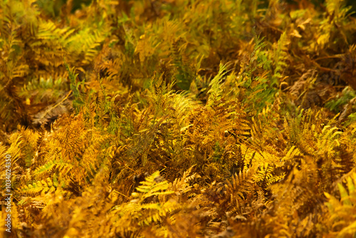 brown and yellow autumn ferns