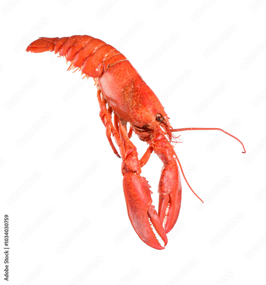 One red lobster isolated on white. Sea food One red lobster isolated on white. Sea food
