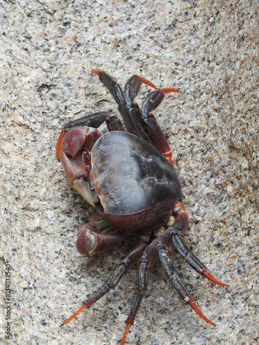 Grosser Krebs läuft über einen Felsen auf den Seychellen