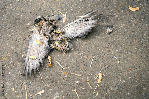 stillness of a pigeon remains sprawled on asphalt, evoking themes of loss, urban life, and the fragility of existence amidst the city hustle photo