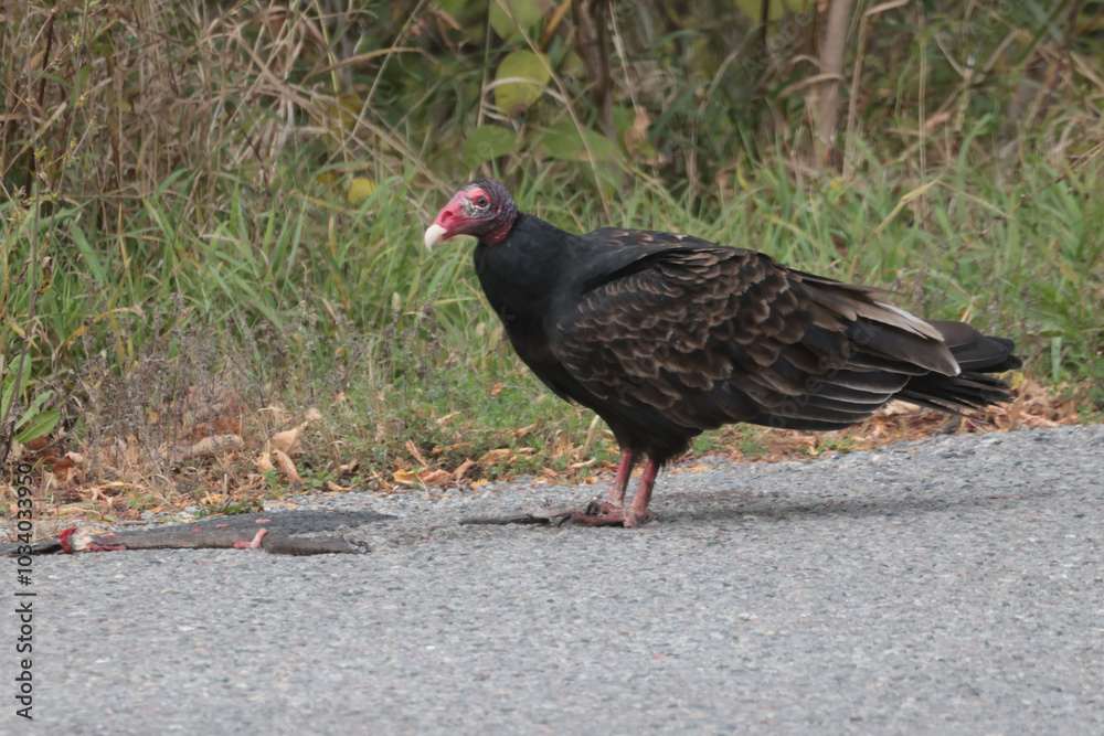 Turkey Vulture eating road killed snake Turkey Vulture eating road killed snake