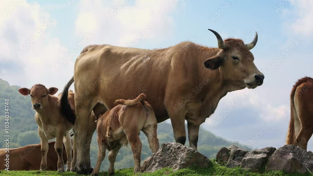 slow motion video of small calf suckling from its mother's udder. Herd of cows in freedom. Asturian cow in the mountains of peñamayor, Asturias, Spain. slow motion video of small calf suckling from its mother's udder. Herd of cows in freedom. Asturian cow in the mountains of peñamayor, Asturias, Spain.