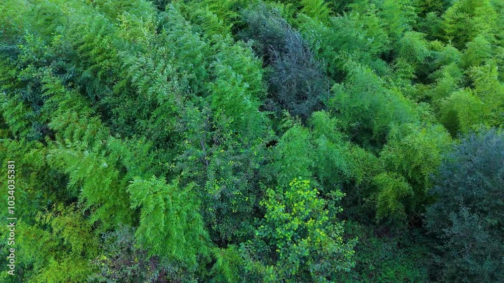 Bamboo forest swaying in the wind. Aerial view from a drone. Oriñón. Cantabria. Spain. Europe Bamboo forest swaying in the wind. Aerial view from a drone. Oriñón. Cantabria. Spain. Europe