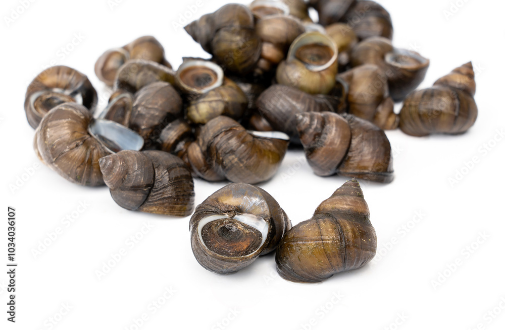 Pile of River snails - Filopaludina martensi Popularly used in Thai food menus such as Roasted curry Thick soup or Kaeng Oom isolated on white background. Pile of River snails - Filopaludina martensi Popularly used in Thai food menus such as Roasted curry Thick soup or Kaeng Oom isolated on white background.