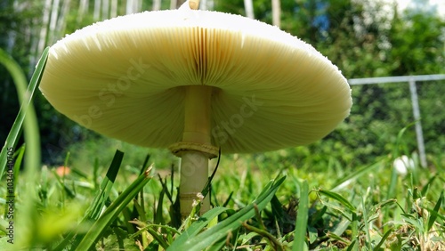 white mushroom in the grass