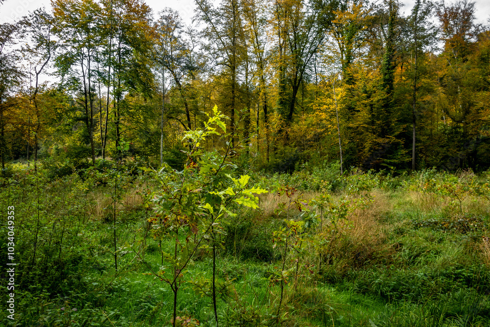Wiederaufforstung im Mischwald im Herbst Wiederaufforstung im Mischwald im Herbst