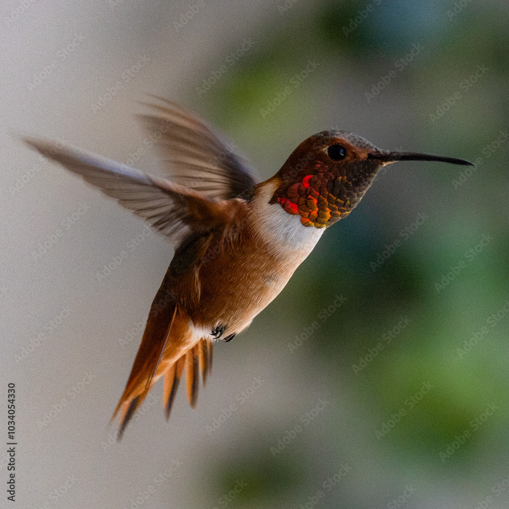 Naklejka premium Hummingbird in flight