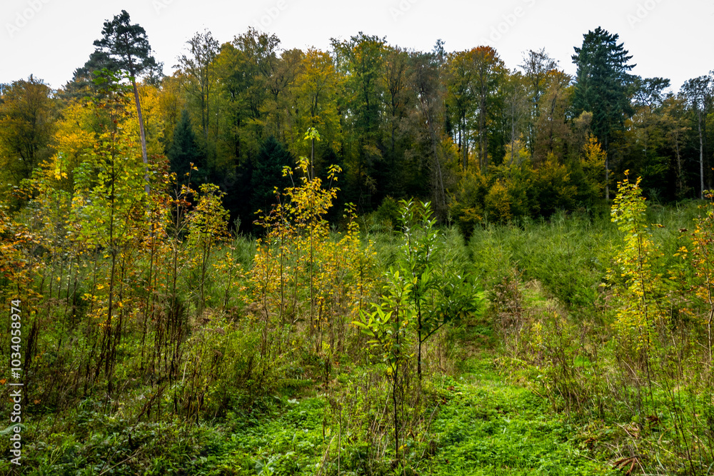 Wiederaufforstung im Mischwald im Herbst Wiederaufforstung im Mischwald im Herbst