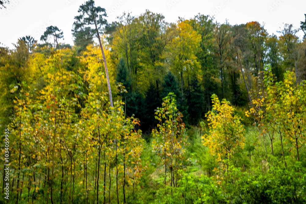 Wiederaufforstung im Mischwald im Herbst Wiederaufforstung im Mischwald im Herbst