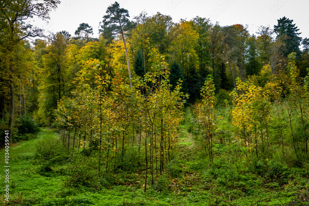 Wiederaufforstung im Mischwald im Herbst Wiederaufforstung im Mischwald im Herbst