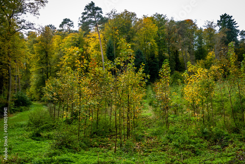 Wiederaufforstung im Mischwald im Herbst