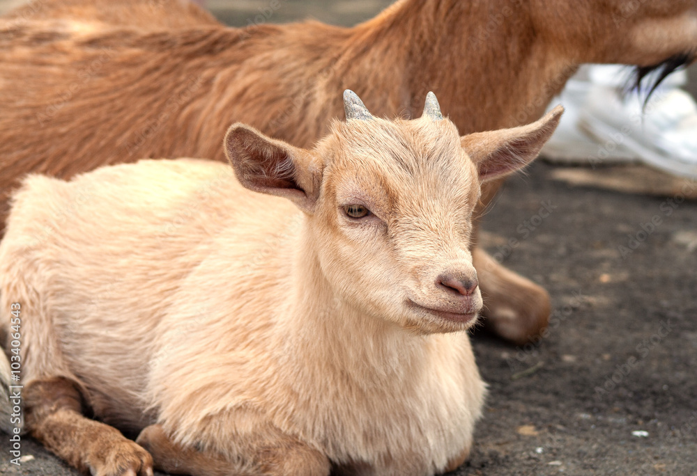 a little red-headed goat lying on the ground.
