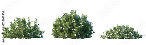 Set of Convolvulus cneorum (Silverbush) frontal isolated png in sunny daylight on a transparent background perfectly cutout