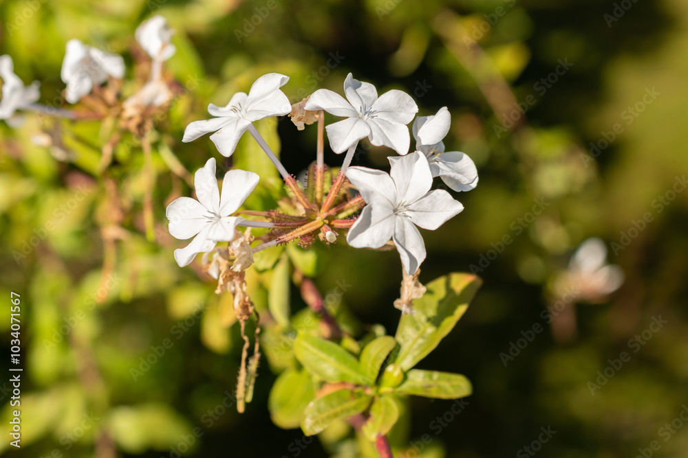 Cape leadwort or Plumbago Auriculata plant in Zurich in Switzerland Cape leadwort or Plumbago Auriculata plant in Zurich in Switzerland