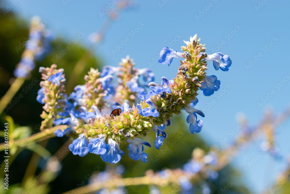 Bog sage or Salvia Uliginosa plant in Zurich in Switzerland Bog sage or Salvia Uliginosa plant in Zurich in Switzerland