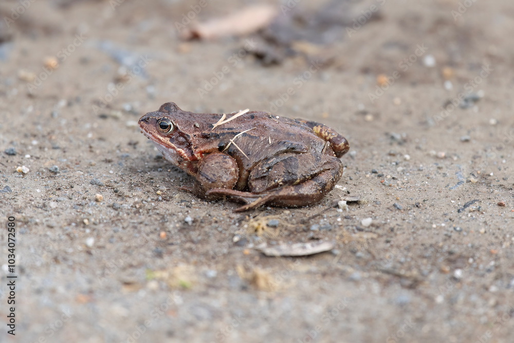 Fototapeta premium Common toad, close up in the uk