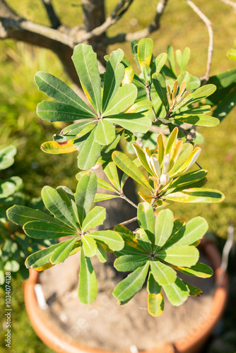 Coast banksia or Banksia Integrifolia plant in Zurich in Switzerland photo