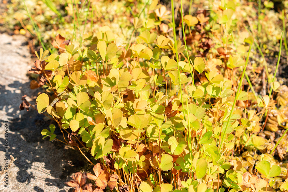 Four leaf clover or Marsilea Quadrifolia plant in Zurich in Switzerland