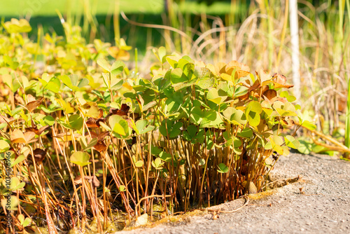 Four leaf clover or Marsilea Quadrifolia plant in Zurich in Switzerland photo