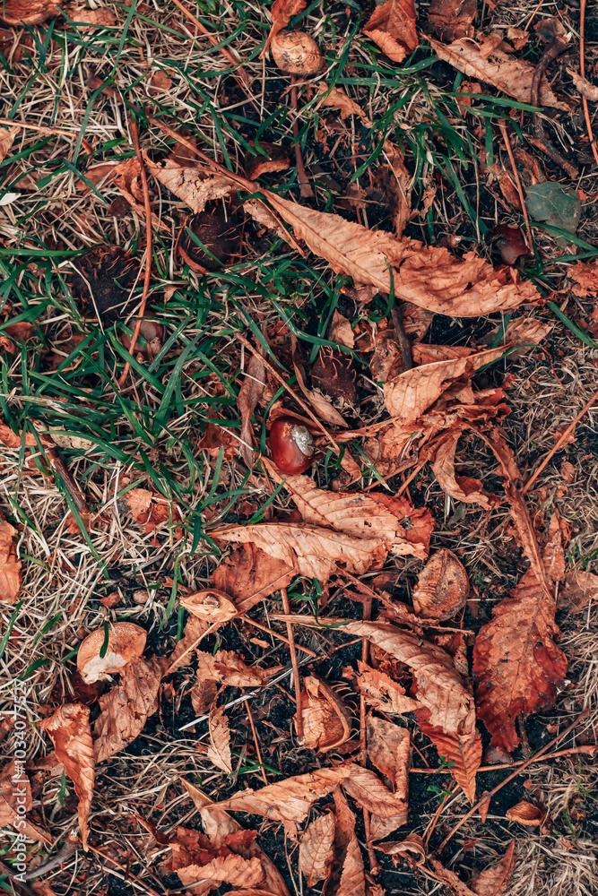 Dry chestnut leaves, nuts, and twigs scattered across green and dry grass, creating an autumnal outdoor scene. The orange and brown hues of the leaves contrast with the sparse greenery.
Dry chestnut leaves, nuts, and twigs scattered across green and dry grass, creating an autumnal outdoor scene. The orange and brown hues of the leaves contrast with the sparse greenery.