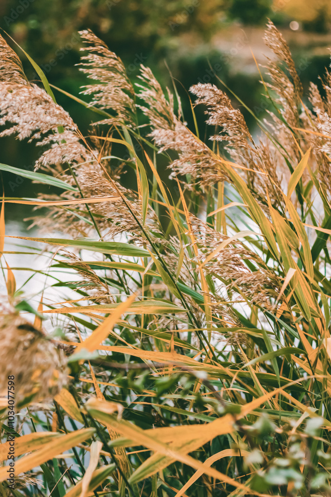 Close-up of reeds with golden and green hues bending gracefully in the wind against a blurred background, evoking a peaceful, natural atmosphere in an outdoor setting.
Close-up of reeds with golden and green hues bending gracefully in the wind against a blurred background, evoking a peaceful, natural atmosphere in an outdoor setting.