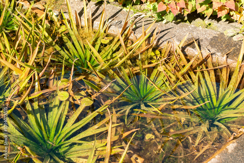 Water soldiers or Stratiotes Aloides plant in Zurich in Switzerland photo