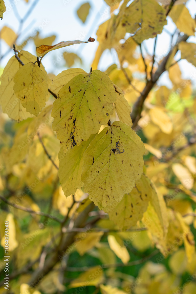 Obraz premium Witch hazel or Hamamelis Virginiana plant in Zurich in Switzerland