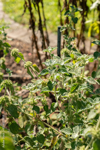 Common horehound or Marrubium Vulgare plant in Zurich in Switzerland photo