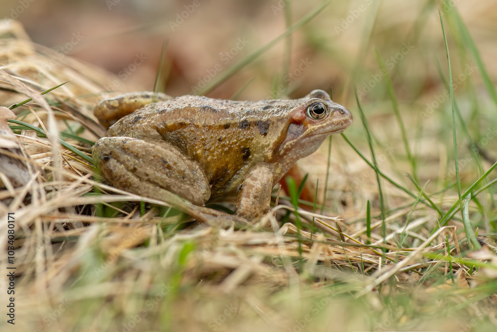 Common toad, close up in the uk Common toad, close up in the uk