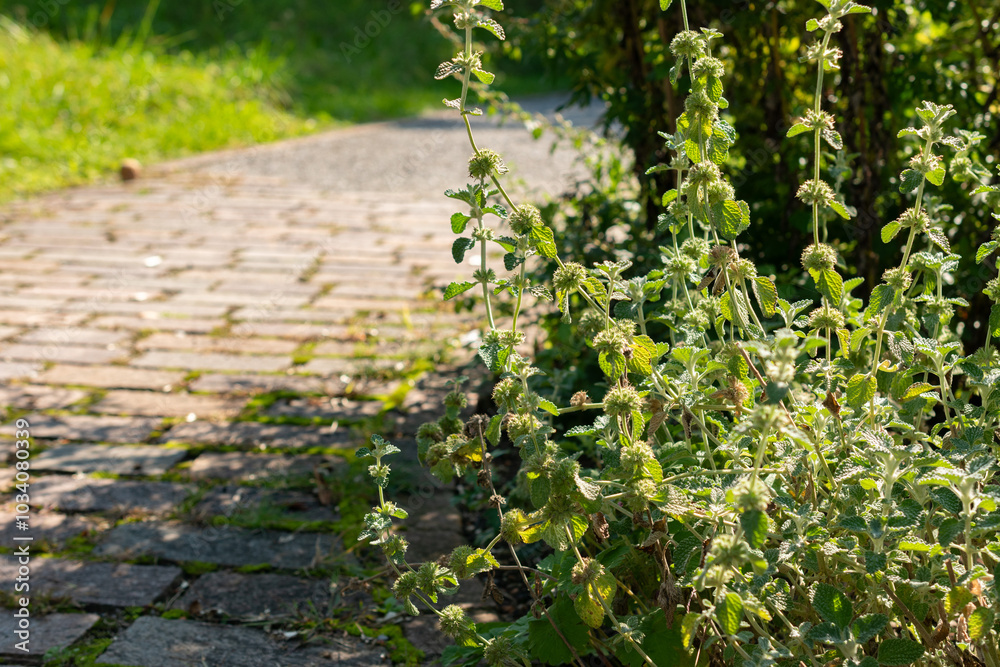 Common horehound or Marrubium Vulgare plant in Zurich in Switzerland