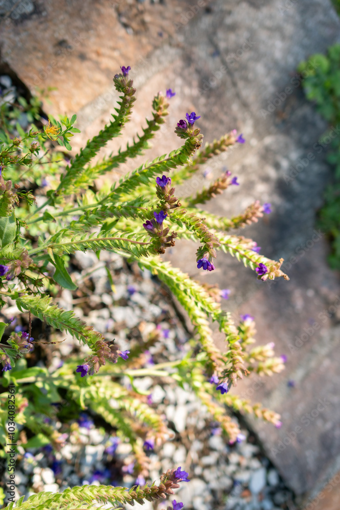 Common bugloss or Anchusa Officinalis plant in Zurich in Switzerland Common bugloss or Anchusa Officinalis plant in Zurich in Switzerland
