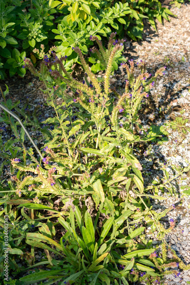 Common bugloss or Anchusa Officinalis plant in Zurich in Switzerland Common bugloss or Anchusa Officinalis plant in Zurich in Switzerland