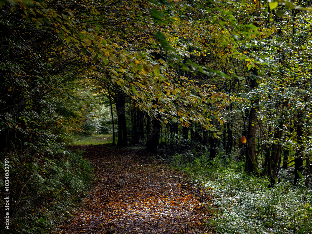 Fototapeta premium Weg durch den herbstlichen Wald