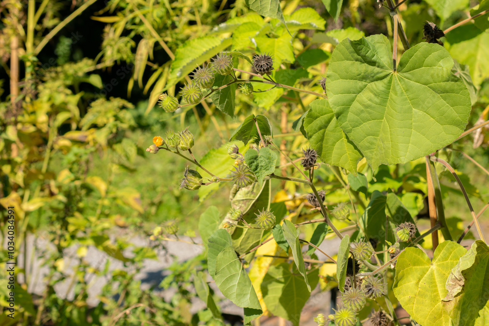 Velvetleaf or Abutilon Theophrasti plant in Zurich in Switzerland Velvetleaf or Abutilon Theophrasti plant in Zurich in Switzerland