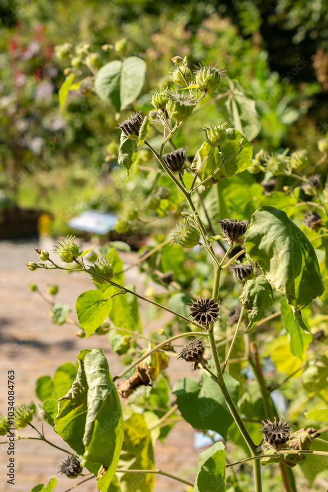 Velvetleaf or Abutilon Theophrasti plant in Zurich in Switzerland Velvetleaf or Abutilon Theophrasti plant in Zurich in Switzerland