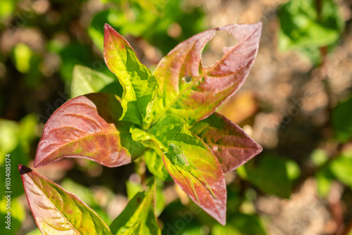 Grasshopper on a chinese indigo or Persicaria Tinctoria plant in Zurich in Switzerland photo