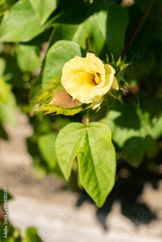 Cotton or Gossypium Barbadense plant in Zurich in Switzerland