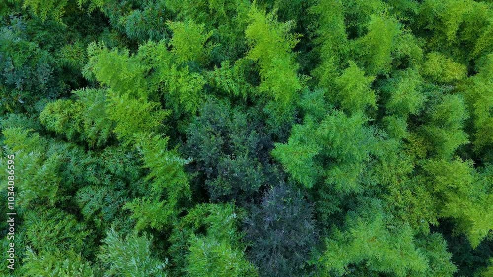 Bamboo forest swaying in the wind. Aerial view from a drone. Oriñón. Cantabria. Spain. Europe Bamboo forest swaying in the wind. Aerial view from a drone. Oriñón. Cantabria. Spain. Europe