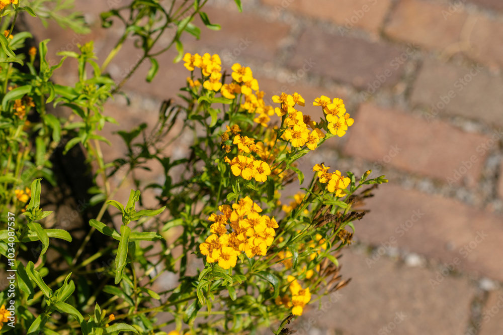 Obraz premium Mexican marigold or Tagetes Lucida plant in Zurich in Switzerland