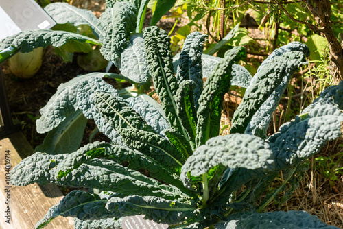 Fotografie Cabbage or Brassica Oleracea var palmifolia Nero di Toscana plant in Zurich in S