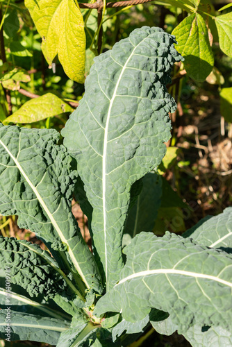 Cabbage or Brassica Oleracea var palmifolia Nero di Toscana plant in Zurich in Switzerland photo