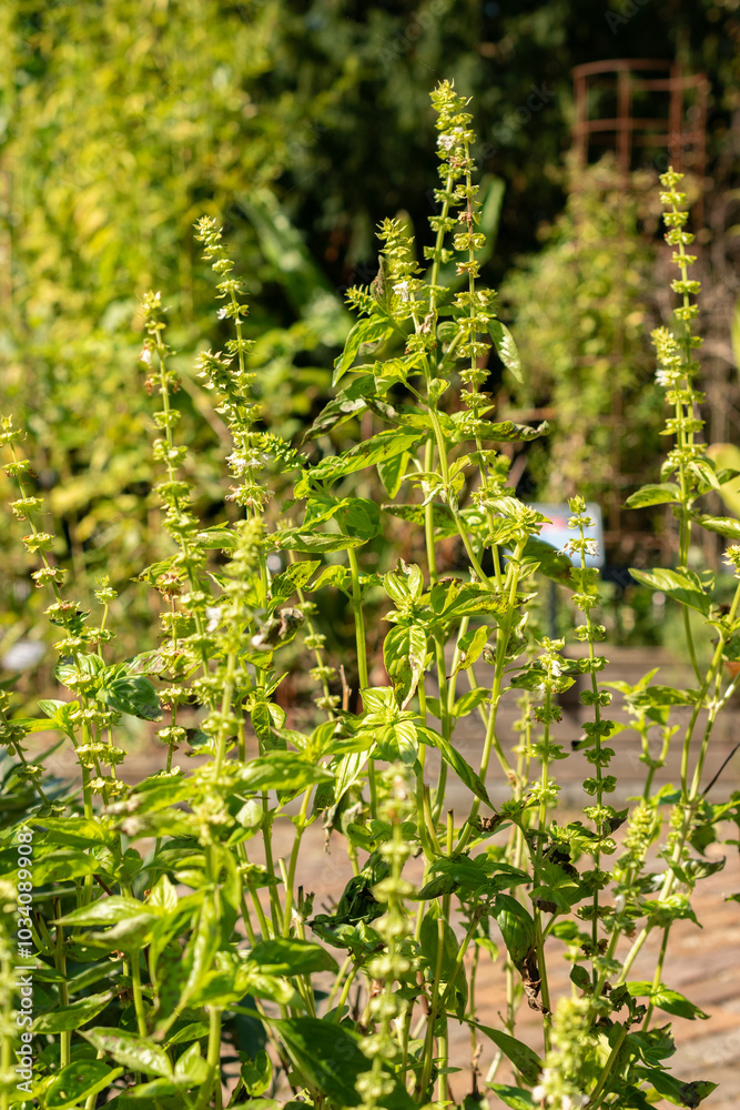 Basil or Ocimum Basilicum Genovese plant in Zurich in Switzerland Basil or Ocimum Basilicum Genovese plant in Zurich in Switzerland