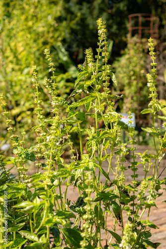 Basil or Ocimum Basilicum Genovese plant in Zurich in Switzerland