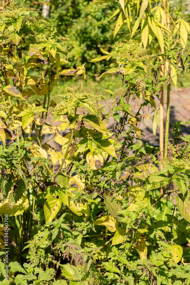 Burn nettle or Urtica Dioica plant in Zurich in Switzerland Burn nettle or Urtica Dioica plant in Zurich in Switzerland