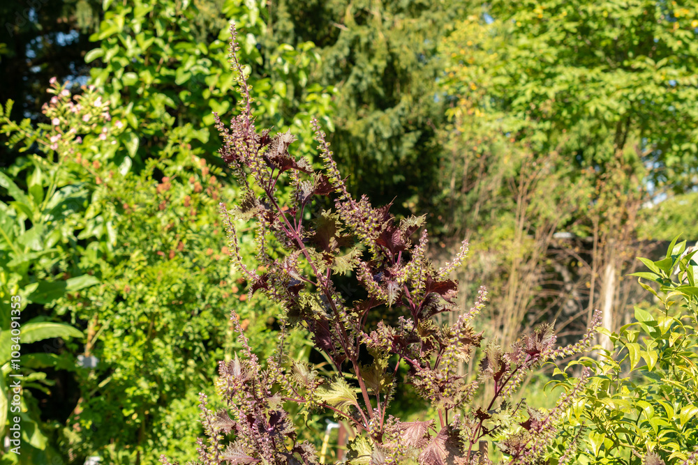Perilla Frutescens var Crispa plant in Zurich in Switzerland Perilla Frutescens var Crispa plant in Zurich in Switzerland