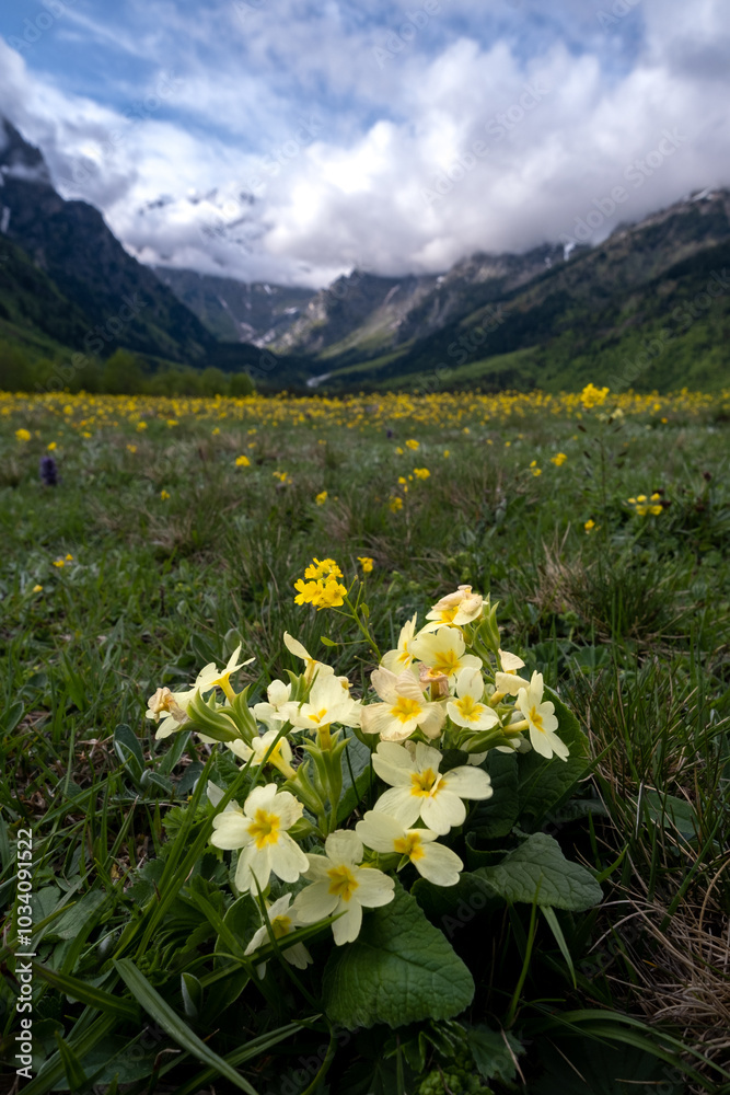 Obraz premium mountain landscape with yellow flowers in the foreground in alpine meadows