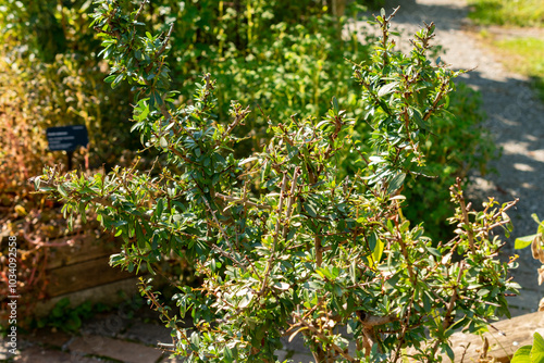 Argan or Argania Spinosa plant in Zurich in Switzerland