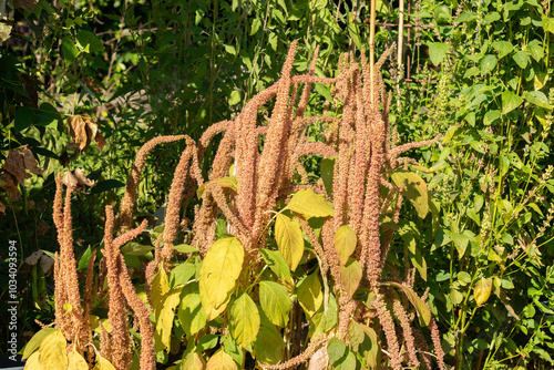 Blood amaranth or Amaranthus Cruentus plant in Zurich in Switzerland photo