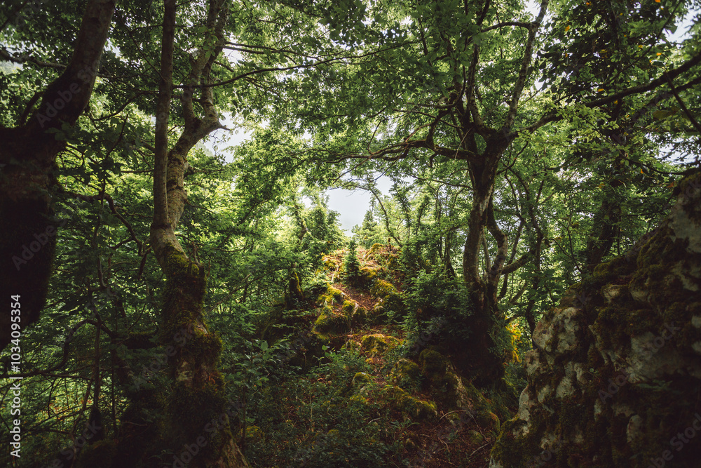 dense thickets of plants in the mountains, dense jungle dense thickets of plants in the mountains, dense jungle